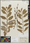 Foto von Salix myrsinifolia Salisb.